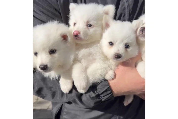 $500 : Mini Poms en venta image 1