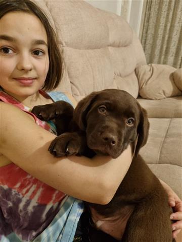 $600 : Dulces cachorros Labrador## image 1