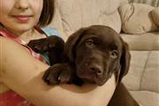 Dulces cachorros Labrador## en Boston