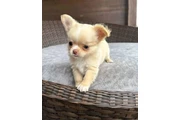 $350 : Chihuahua taza de té thumbnail