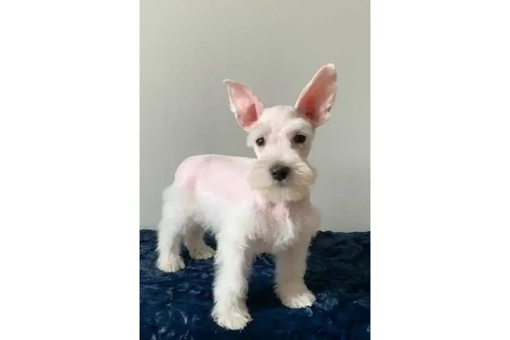 $2600 : MINI SCHNAUZER PUPPY image 5