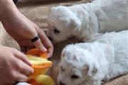 $500 : Bichon Frise Puppies thumbnail