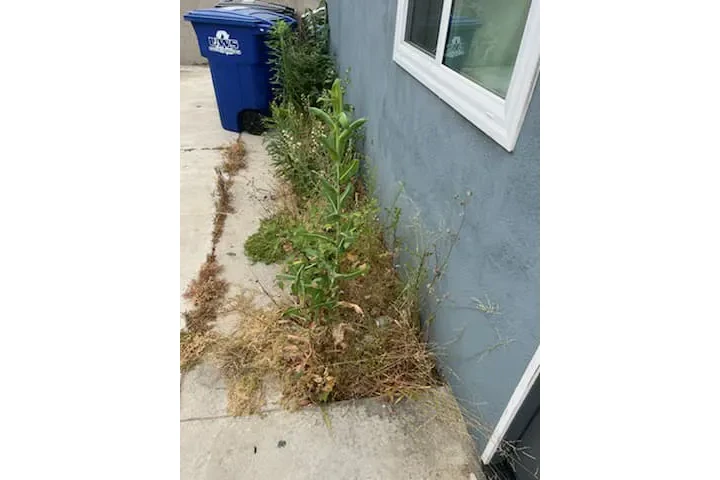 Corte de pasto 🏡$35 image 4