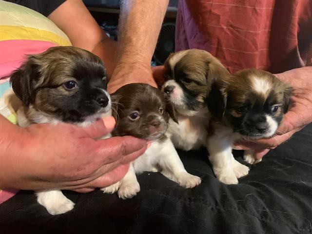 $400 : Teacup Poodles y Shitzus😍 en image 1