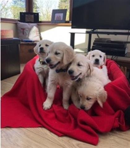 $400 : Golden Retriever puppies image 2