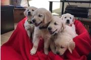 $400 : Golden Retriever puppies thumbnail