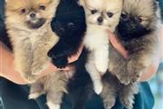 $300 : Pomeranian puppies thumbnail