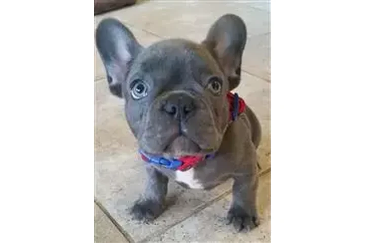 $600 : Cachorros de Bulldog Francés image 3