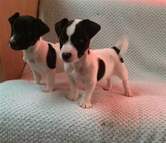 $550 : Jack Russell Terriers puppies. image 1