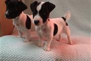 Jack Russell Terriers puppies. en Fort Worth