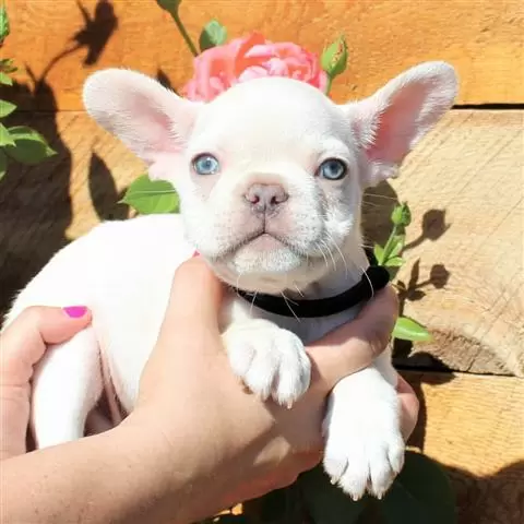 $400 : 3 cachorros de bulldog francés image 1