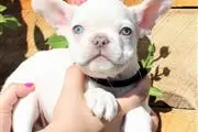 3 cachorros de bulldog francés en Salt Lake City