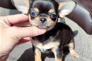 $250 : Cachorro Chihuahua thumbnail