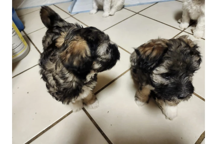 $380 : Tengo cachurras maltés 2 meses image 1