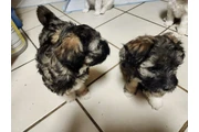 Tengo cachurras maltés 2 meses en Los Angeles