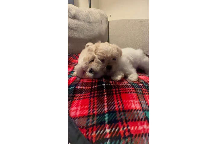 $800 : Shih tzu image 4