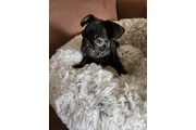 $800 : French bulldog thumbnail