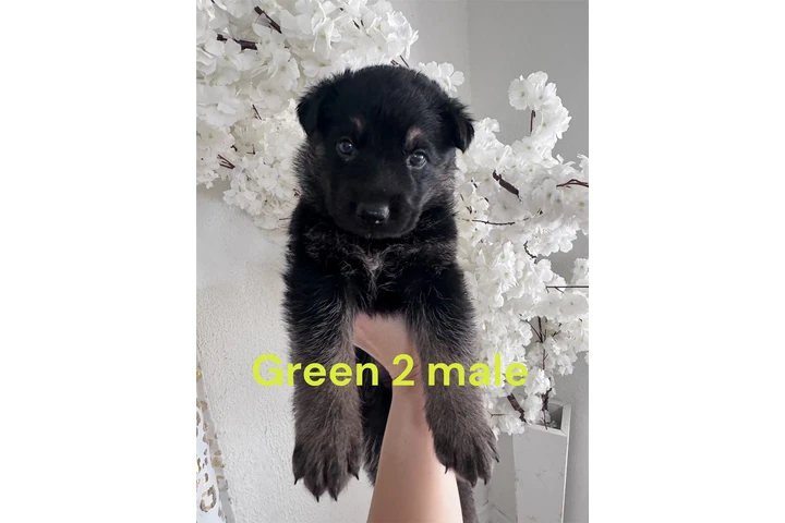 $300 : GS Puppies image 4