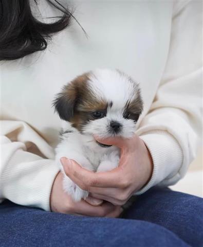 $350 : Maltipoo puppy for adoption image 1