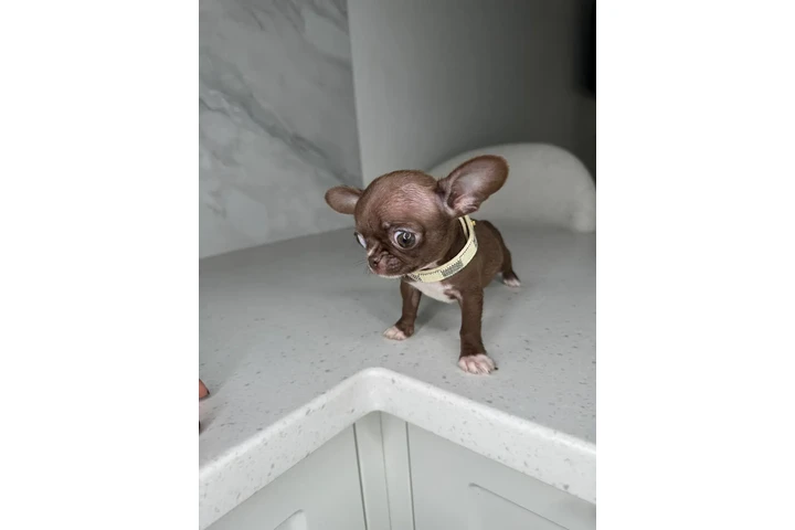 $250 : Teacup Chihuahua puppies image 7