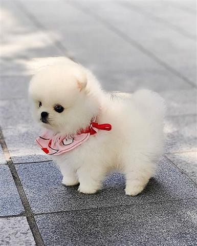 $350 : cachorro de Pomerania image 2