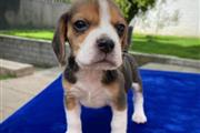 $350 : Beagle thumbnail