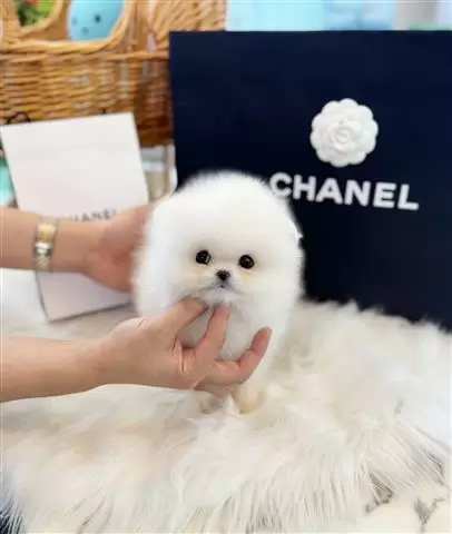 $300 : Pomeranian puppy image 4