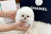 $300 : Pomeranian puppy thumbnail