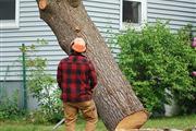 BERNES TREE SERVICES INC. thumbnail 4