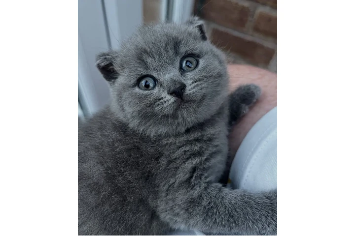 $310 : British shorthair For Sale image 1