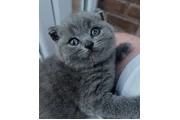 British shorthair For Sale en Jersey City