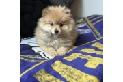 $60 : Pure Pomeranian  available thumbnail