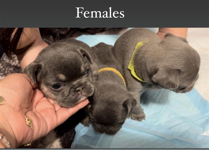 $3500 : French bulldogs image 4