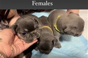 $3500 : French bulldogs thumbnail