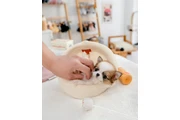 Chihuahua and Maltipoo Puppies en Yakima