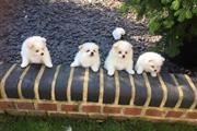 Pomerania Puppies for Rehoming en Wyoming
