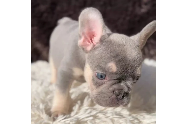 $300 : Pomeranian and French bulldog image 7