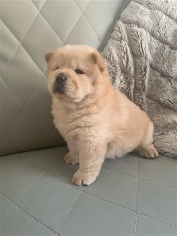 $450 : Very Playful Chow Chow Puppy image 1