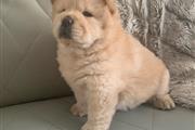 Very Playful Chow Chow Puppy en Miami