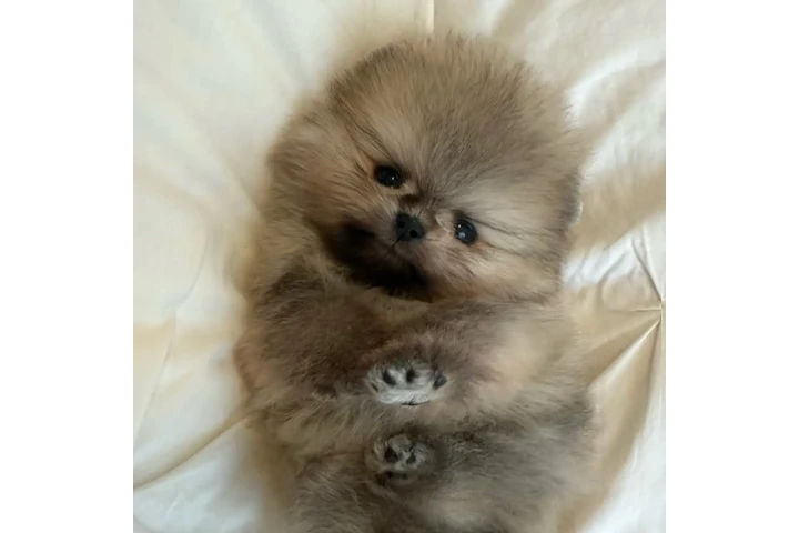 $350 : Pomerania taza de té image 1