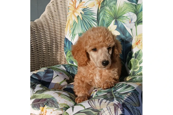 $750 : Standard poodle 🐩 image 4