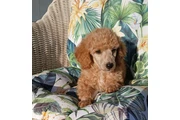 $750 : Standard poodle 🐩 thumbnail
