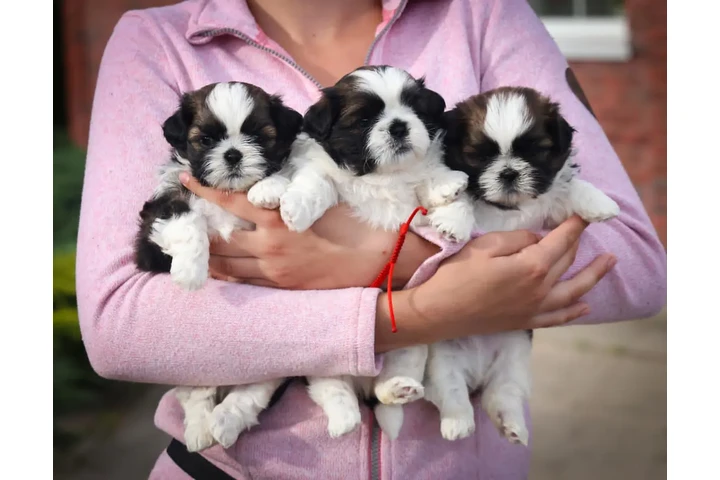 $350 : Shih Tzu taza de té image 1
