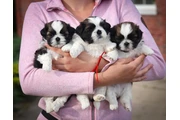 Shih Tzu taza de té en Atlanta