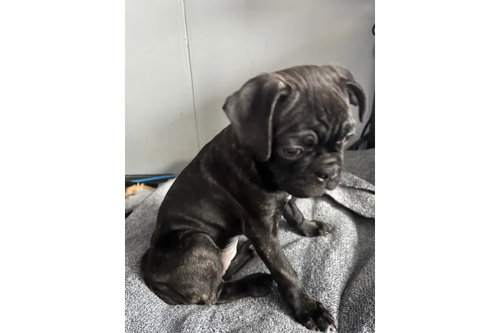 $1200 : Bugg Puppies. - Only 1 left image 5