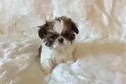 Adorables cachorros de shih tz en Tempe