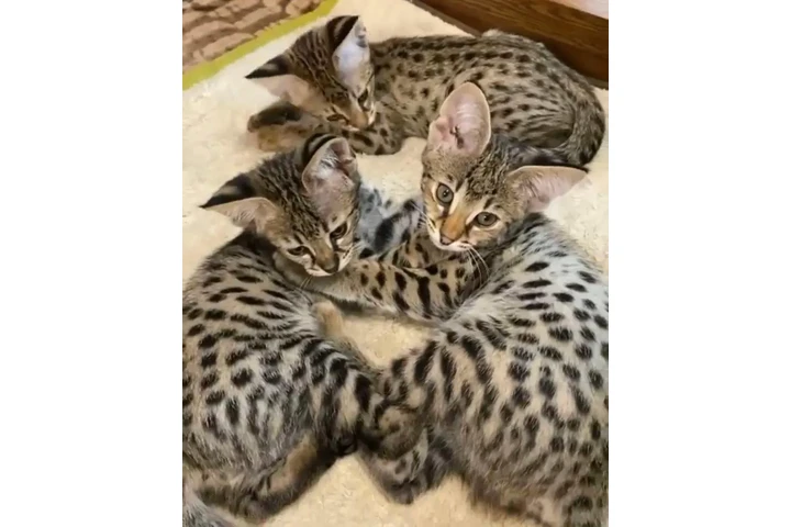 $410 : Bengal Kittens & Cats for Sale image 2