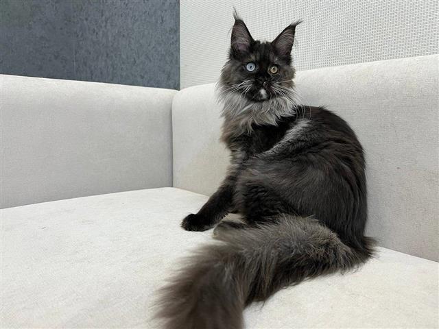 $600 : main coon om muy lindos image 5