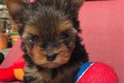 yorkie available for adoption en Reno