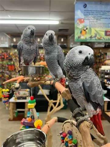 $300 : police parrots image 1